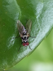Anthomyia pluvialis