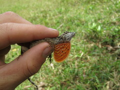 Anolis sulcifrons