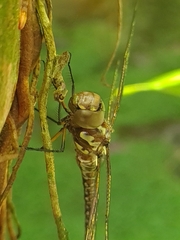 Rhionaeschna