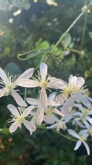 Clematis armandii