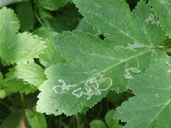 Phytomyza spondylii group