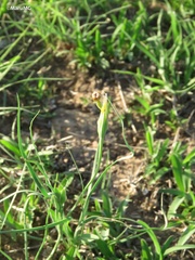 Iridaceae