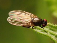 Calliopum