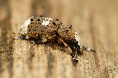 Platystomos albinus