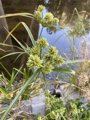 Cyperus eragrostis