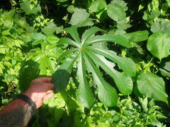 Cecropia pachystachya