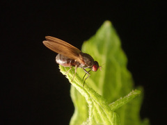 Calliopum