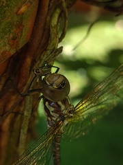 Rhionaeschna