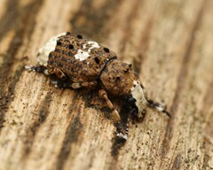 Platystomos albinus