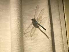 Anax imperator