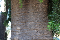 Araucaria bidwillii