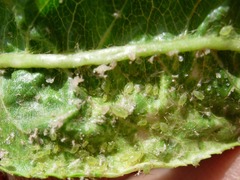 Brachycaudus amygdalinus