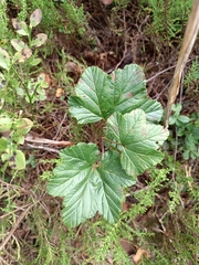 Rubus chamaemorus