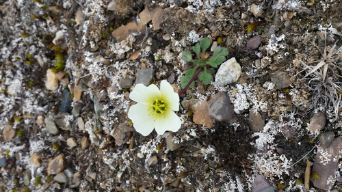 Arctic Poppy