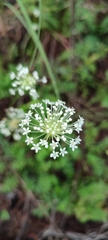 Apiales