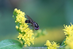 Platycheirus