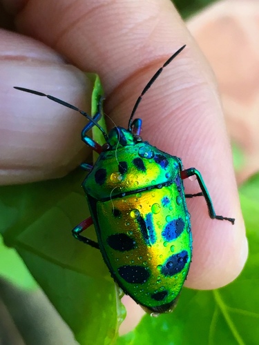 Calliphara excellens · iNaturalist United Kingdom