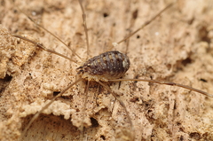Nelima