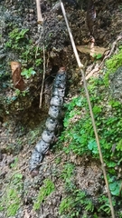 Arsenura polyodonta