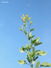 Nicotiana glauca