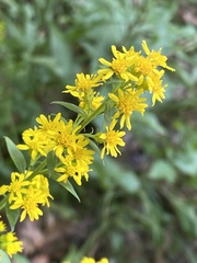 Solidago speciosa