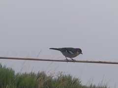 Fringilla coelebs maderensis