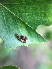 Falcaria lacertinaria