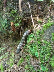 Arsenura polyodonta