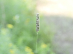 Phleum pratense