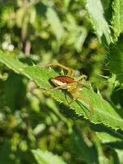 Dolomedes