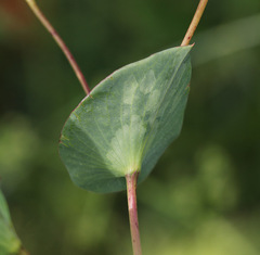 Bupleurum rotundifolium