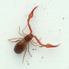 Neobisium
