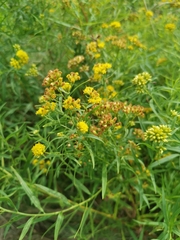 Euthamia graminifolia