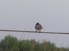 Fringilla coelebs maderensis