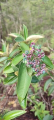 Miconia albicans