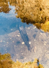 Micropterus dolomieu