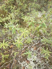Rhododendron groenlandicum