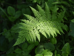 Athyrium angustum
