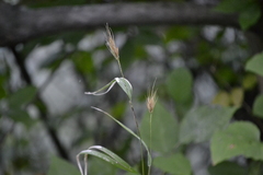 Elymus virginicus