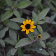 Sanvitalia procumbens