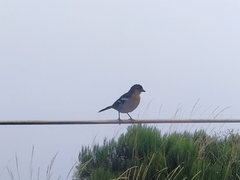 Fringilla coelebs maderensis