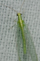 Chrysoperla plorabunda