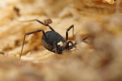 Nemastoma bimaculatum