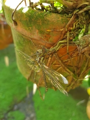 Rhionaeschna