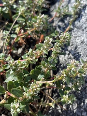 Polygonum minimum