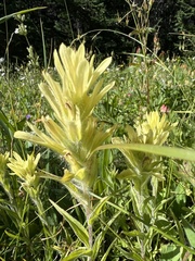 Castilleja unalaschcensis