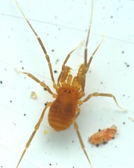 Holoscotolemon querilhaci