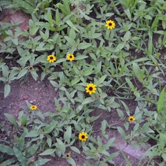 Sanvitalia procumbens