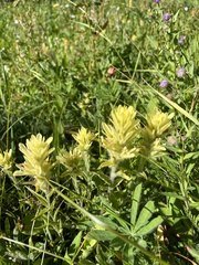 Castilleja unalaschcensis