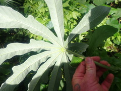 Cecropia pachystachya